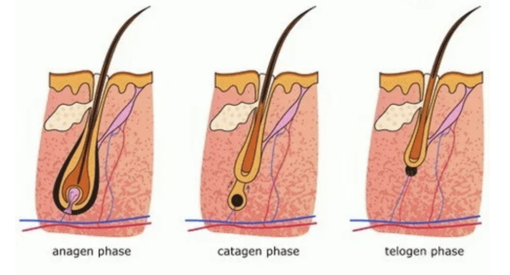 Hair Growth Cycle- Anagen, Catagen, Telogen