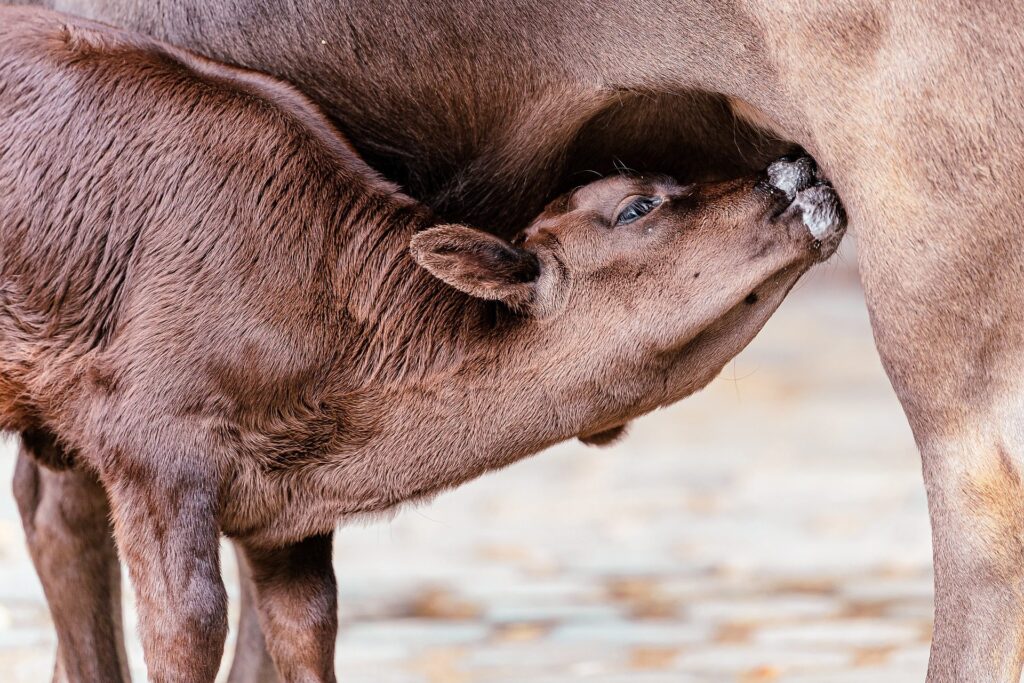 calf feeding on colostrum